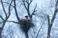 Bald eaglet perched in nest isolated against sky