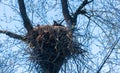 Eaglets perched in nest in tree