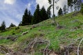 Forest with cut trees and broken branches and mountain vegetation against cloudy sky Royalty Free Stock Photo