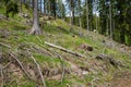 Forest with cut trees and broken branches and mountain vegetation against cloudy sky Royalty Free Stock Photo