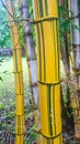 wild bamboo growing in Malawi