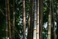 Wild bamboo forest with green trunks and leaves, natural tropical landscape. Natural zen background Royalty Free Stock Photo