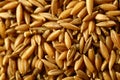 Wild bamboo grain rice- macro image