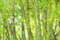 Wild Bamboo in the rain forest - texture in green for a background Royalty Free Stock Photo