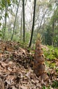 Wild bamboo shoots Royalty Free Stock Photo