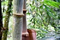 Wild bamboo tree growth in the jungle Royalty Free Stock Photo