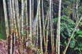 Wild bamboo tree growth in the jungle Royalty Free Stock Photo