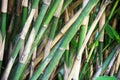 Wild bamboo tree growth in the jungle Royalty Free Stock Photo
