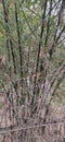 Wild bamboos grown near the shore of River and lakes