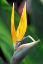 Wild banana (Ensete ventricosum)