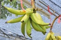 Wild banana (Musa spp. AAB group)