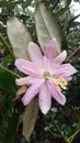 Wild Banana Passion Fruit Flower in Madeira Island Rain Forest, Tropical Portugal