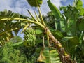 Wild banana tree crown in the tropics with one bunch of bananas hanging down, beautiful tropical background with banana tree Royalty Free Stock Photo