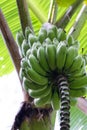Wild bananas growing Royalty Free Stock Photo