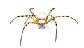 Wild banded garden orb weaving weaver spider - Argiope trifasciata - light color morph lacking black bands on abdomen. Yellow,