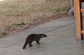 Wild banded mongoose visiting a house during the day