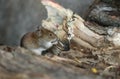 A cute wild Bank Vole, Myodes glareolus foraging for food in a log pile at the edge of woodland in the UK.