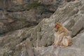 Wild Barbary Macaque monkey in the mountains