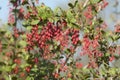 Wild barberry berries in a summer garden