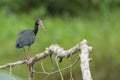 Bare-faced Ibis with green background Royalty Free Stock Photo