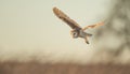 Wild Barn owl Royalty Free Stock Photo