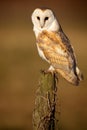 Wild Barn owl Royalty Free Stock Photo