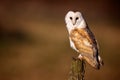 Wild Barn owl Royalty Free Stock Photo
