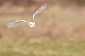 Wild barn owl flying