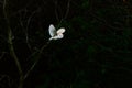 Wild Barn Owl hunting at sunset in natural habitat