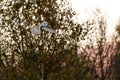 Wild Barn Owl hunting at sunset in natural habitat