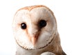 Wild barn owl muzzle isolated on white