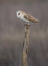 Wild barn owl on a post Royalty Free Stock Photo