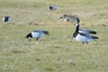 Barnacle Geese