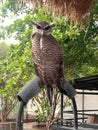 Wild Barred eagle-owl sumatran Royalty Free Stock Photo
