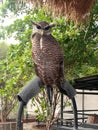 Wild Barred eagle-owl sumatran