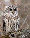 Wild Barred Owl