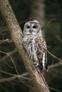 Wild Barred Owl Royalty Free Stock Photo