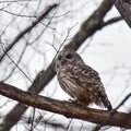 Wild barred owl Royalty Free Stock Photo