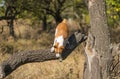 Wild Basenji dog jumping off from broken tree Royalty Free Stock Photo