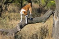 Dog walking on a broken branch of nearest tree Royalty Free Stock Photo