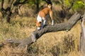 Basenji strolling on a tree branch and looking anything to eat at sunny day