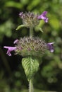 Wild Basil