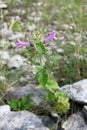 Wild basil