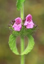 The wild basil flower blooming