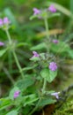 Wild basil, Satureja vulgaris