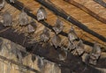 Wild bat animals on the roof