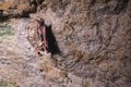 A wild bat hangs in a dream on the ceiling of a stone cave. Little bats in the North Caucasus