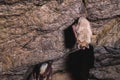 A wild bat hangs in a dream on the ceiling of a stone cave. Little bats in the North Caucasus