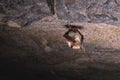 A wild bat hangs in a dream on the ceiling of a stone cave. Little bats in the North Caucasus