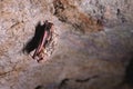 A wild bat hangs in a dream on the ceiling of a stone cave. Little bats in the North Caucasus